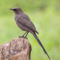 Ashy Starling